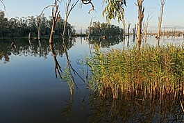 沼澤,池,湖