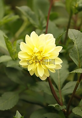 花,牡丹木,植物