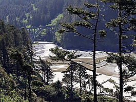 湾,海岸线,森林