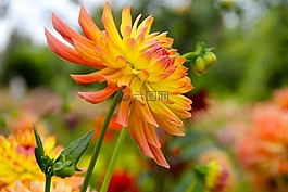 花,開(kāi)花,嬌琴紗