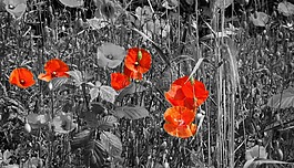 罌粟,罌粟花田,klatschmohn