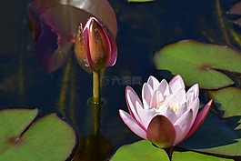 蓮花,花,水生