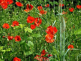 罌粟,罌粟花田,klatschmohn