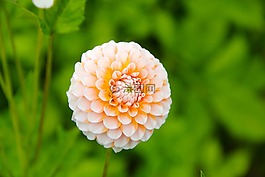 花,開(kāi)花,嬌琴紗