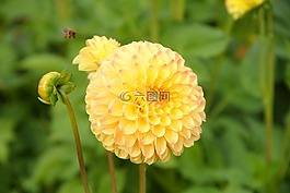 花,開(kāi)花,嬌琴紗