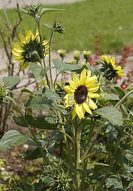 向日葵,花園,夏季