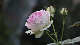 花,廠,性質(zhì)