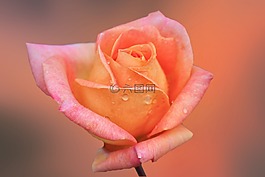 花,開花,玫瑰