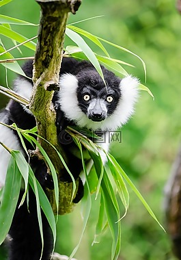 黑与白颈狐猴,野生动物,马达加斯加