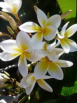 亞洲,距離公園,雞蛋花