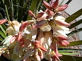 沙漠,suculent,鮮花