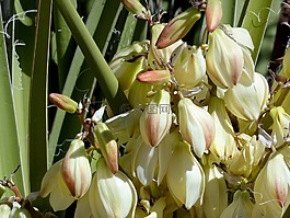 沙漠,suculent,鮮花
