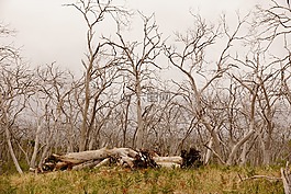 eucalyptuswald,澳大利亞,大洋路