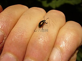 chrysomela varians,约翰的麦芽汁 blattkäfer,甲虫