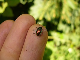chrysomela varians,约翰的麦芽汁 blattkäfer,甲虫