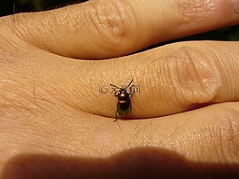 chrysomela varians,约翰的麦芽汁 blattkäfer,甲虫