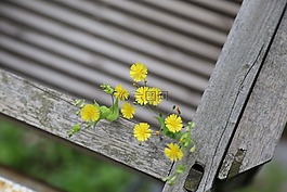 植物,清新,綠