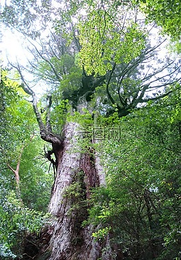 樹,葉,綠色