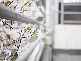 植物,春天,李花