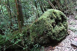 泡沫,樹,行李箱