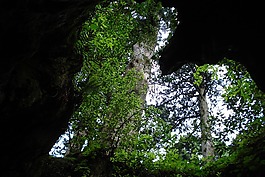 分支機(jī)構(gòu),樹,洞穴