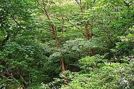 樹(shù),綠色,森林