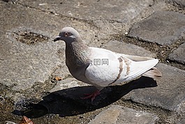 鴿子,鳥,動物