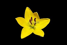 花,開花,百合