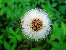 植物,花卉,性質(zhì)