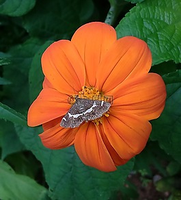 花,蛾,蝴蝶