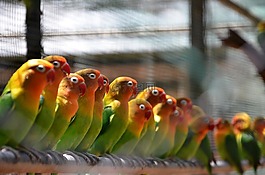 鳥,自然,野生動物