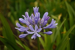 性質(zhì),植物,花