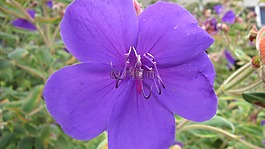 鮮花,花,花園