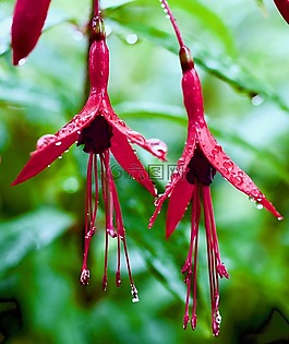 紫紅色,花,下雨天