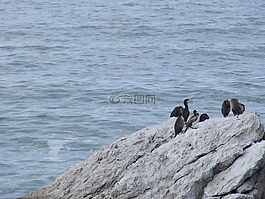 鸟类,海,水