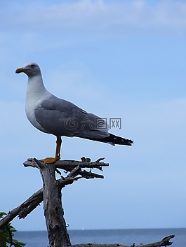 海鷗,海,鳥