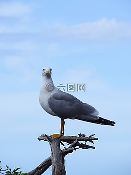 海鷗,鳥,性質(zhì)