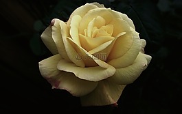 花,玫瑰,黃