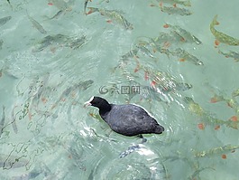 鳥,鴨,水