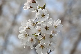 櫻花盛開(kāi),春天,花瓣