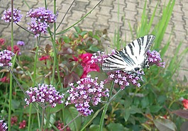 蝴蝶,訪問者花園,昆蟲