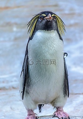 企鵝,動(dòng)物,鳥