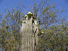 仙人掌,開(kāi)花,花