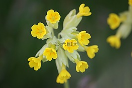 太陽,性質(zhì),黃色的花