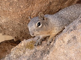 gopher,地面松鼠,动物