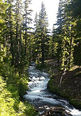 森林,河,溪