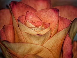 玫瑰,花,開花