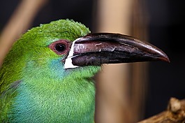 鳥(niǎo),嘴,顏色