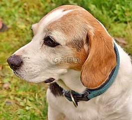 狗,寵物,動物