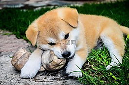 骨,cachorra,女性